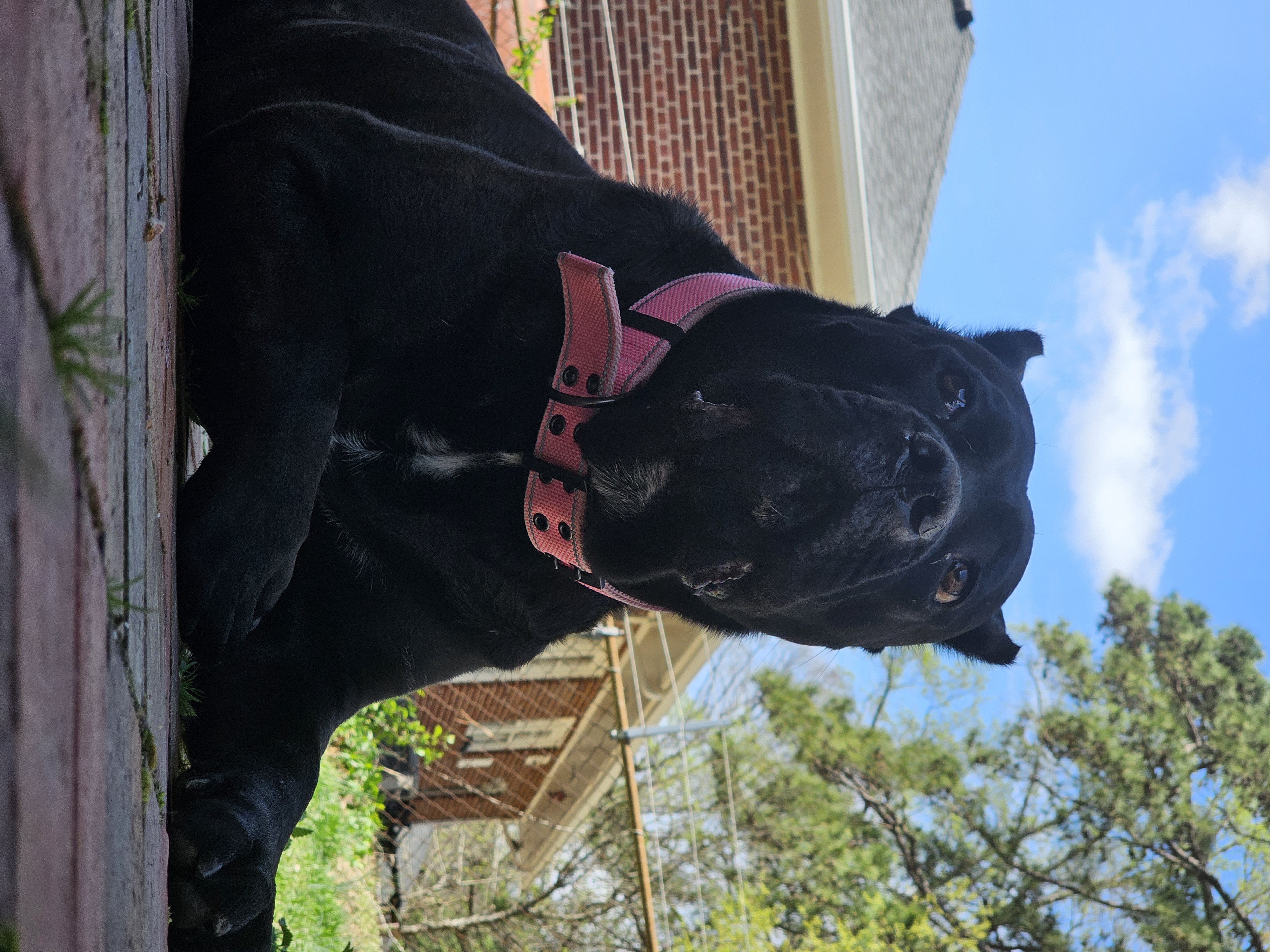 Stella the Cane Corso worried