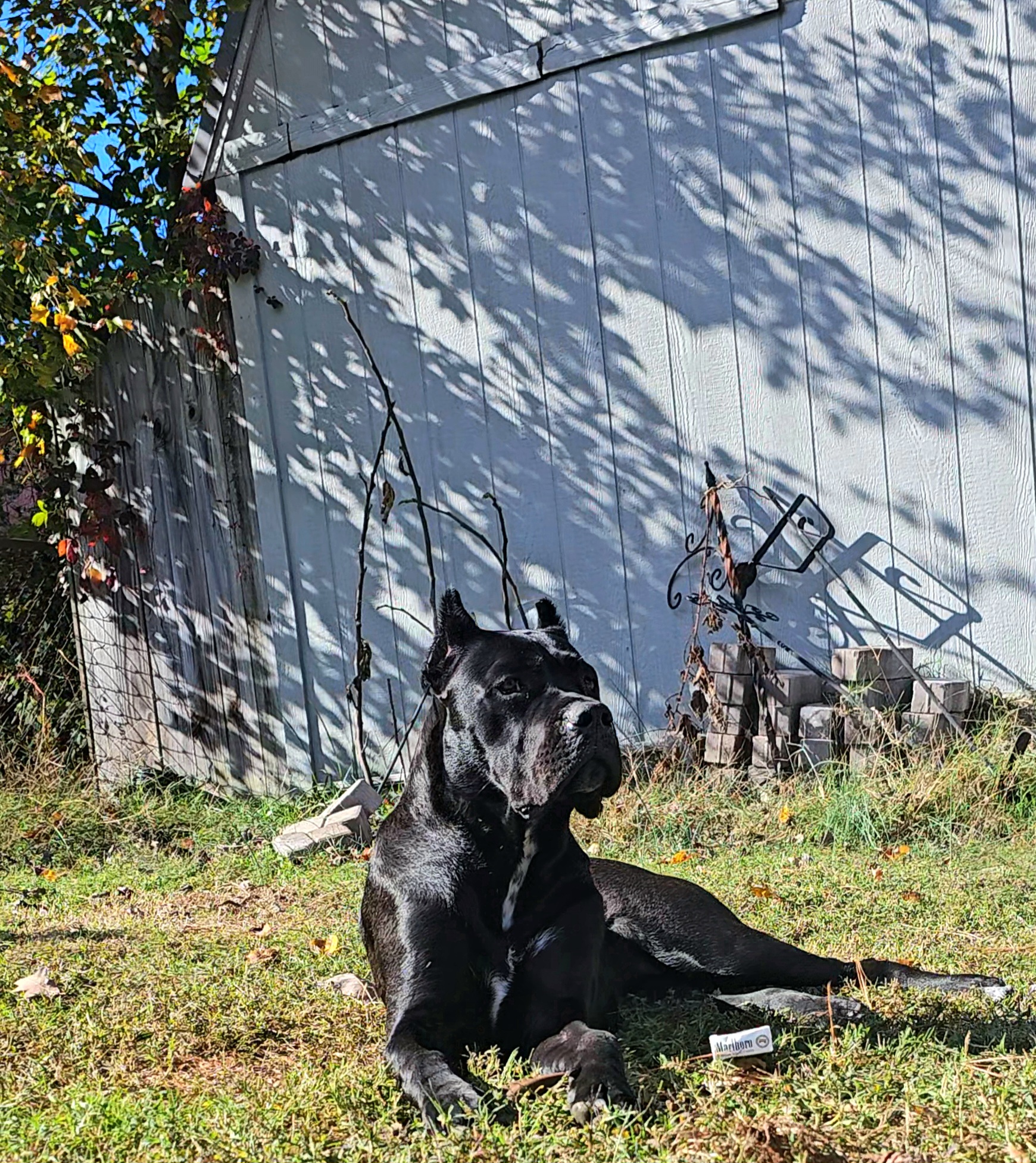 Stella the Cane Corso doing modeling
