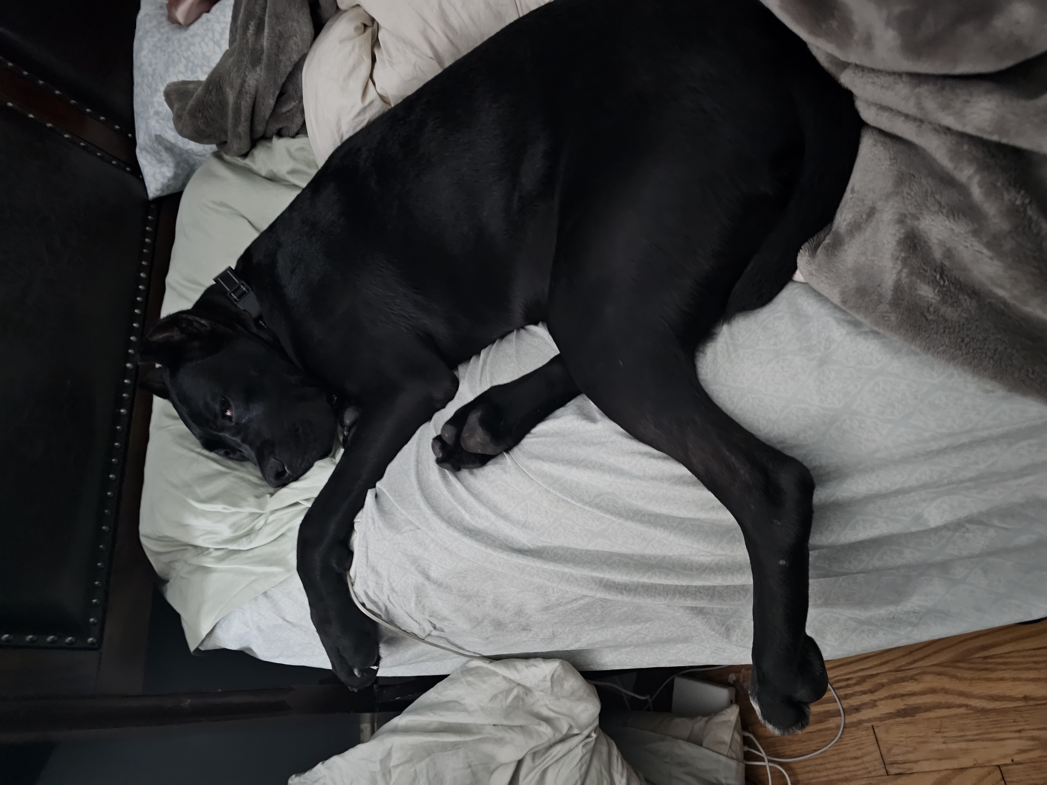 Cane corso -Stella sleeping in bed