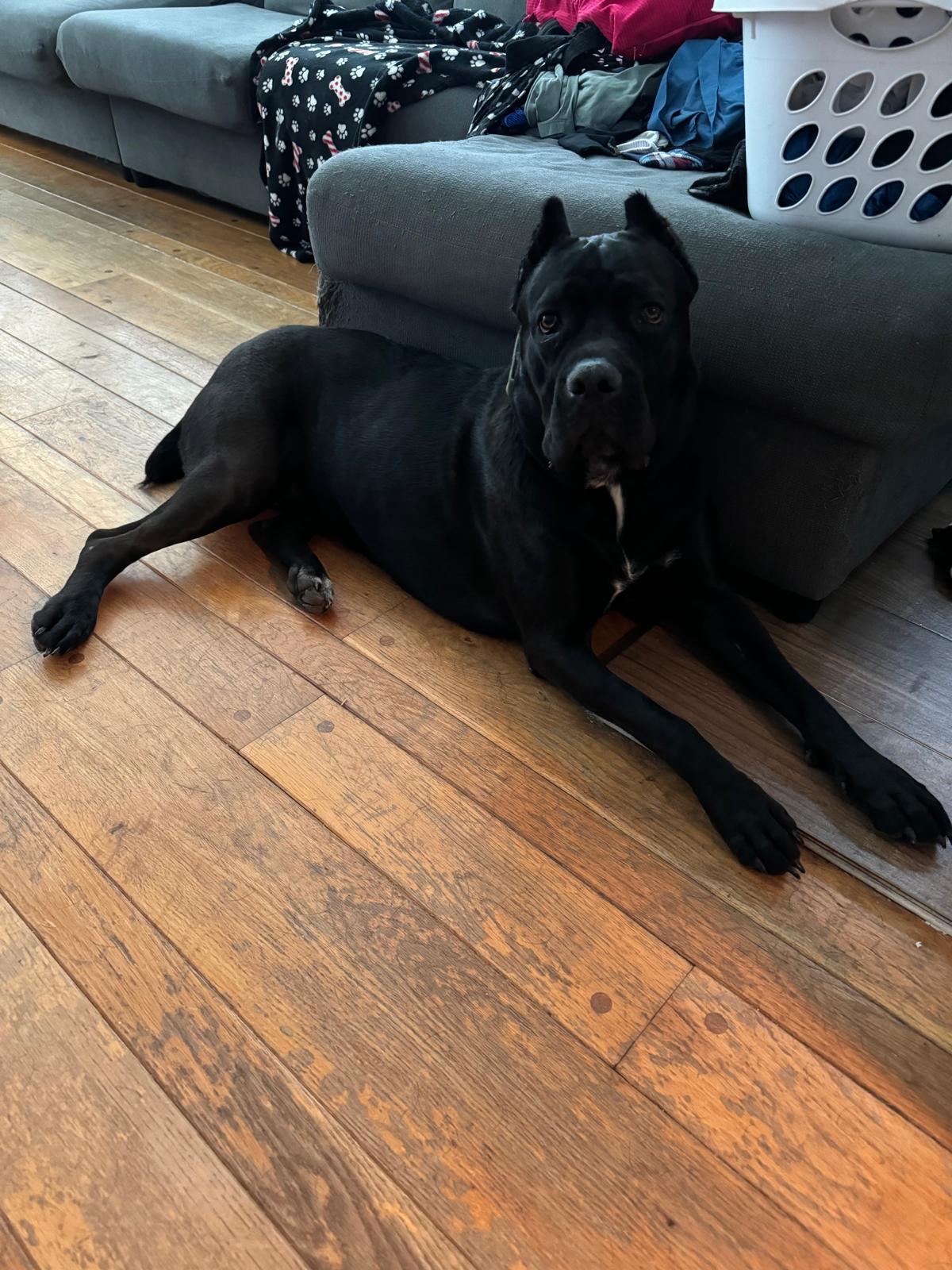 Cane corso -Stella shocked that i didnt pet her