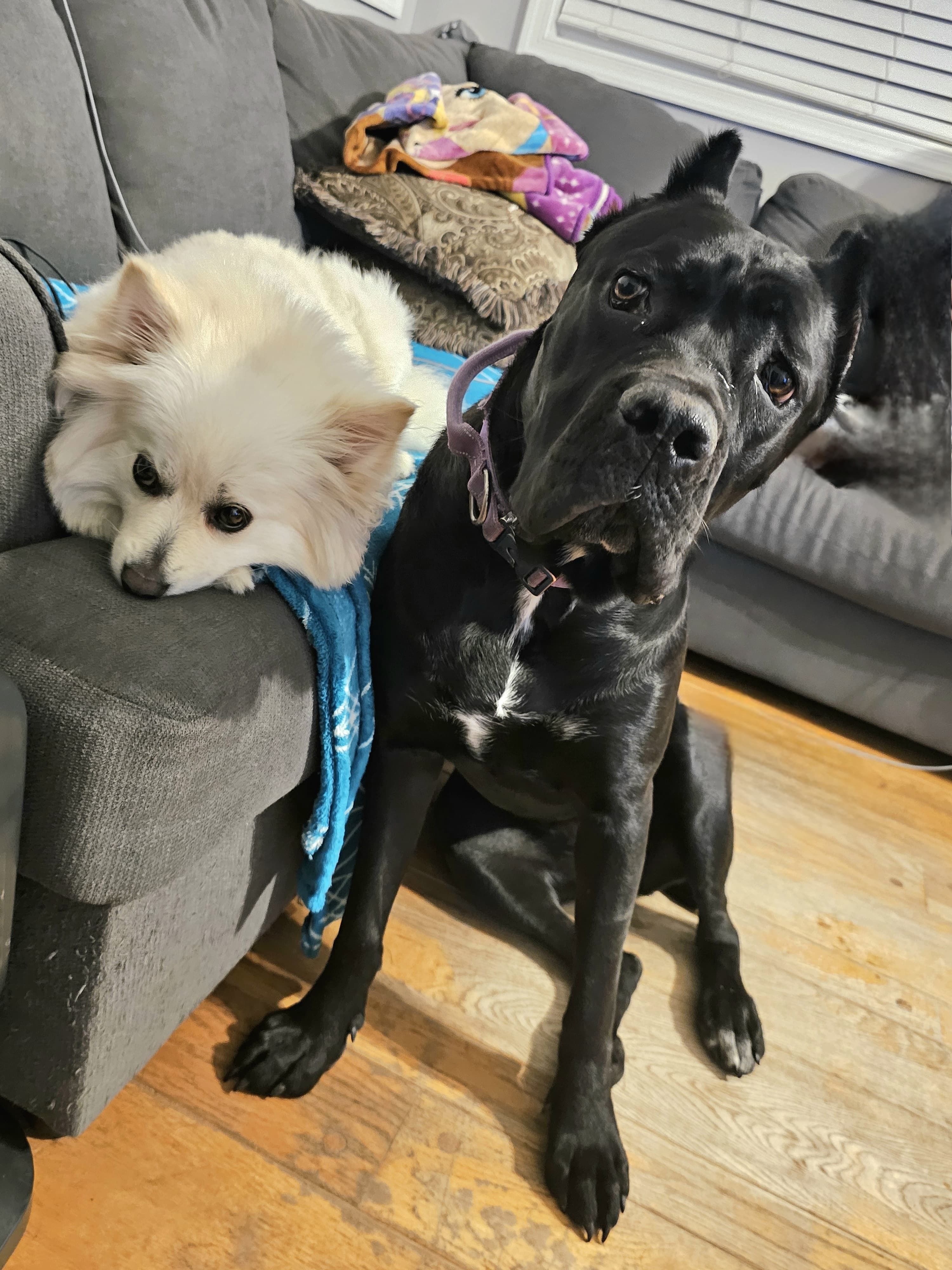 Cane corso -Stella and Bella hanging out