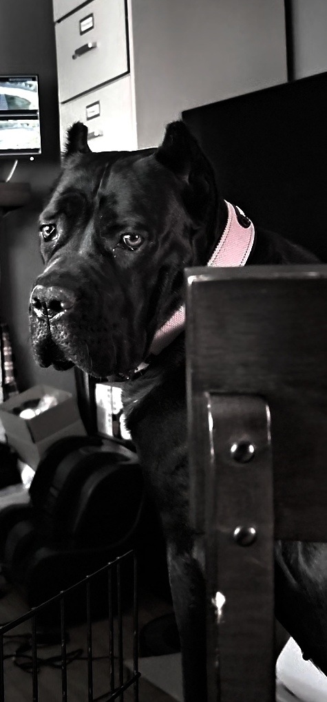 Cane corso -Stella judging me when I eat carbs