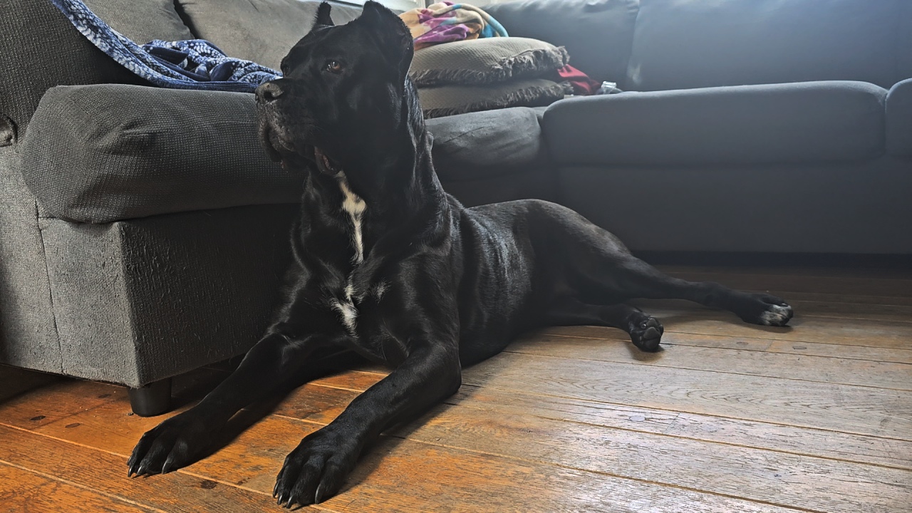 Cane corso -Target Locked