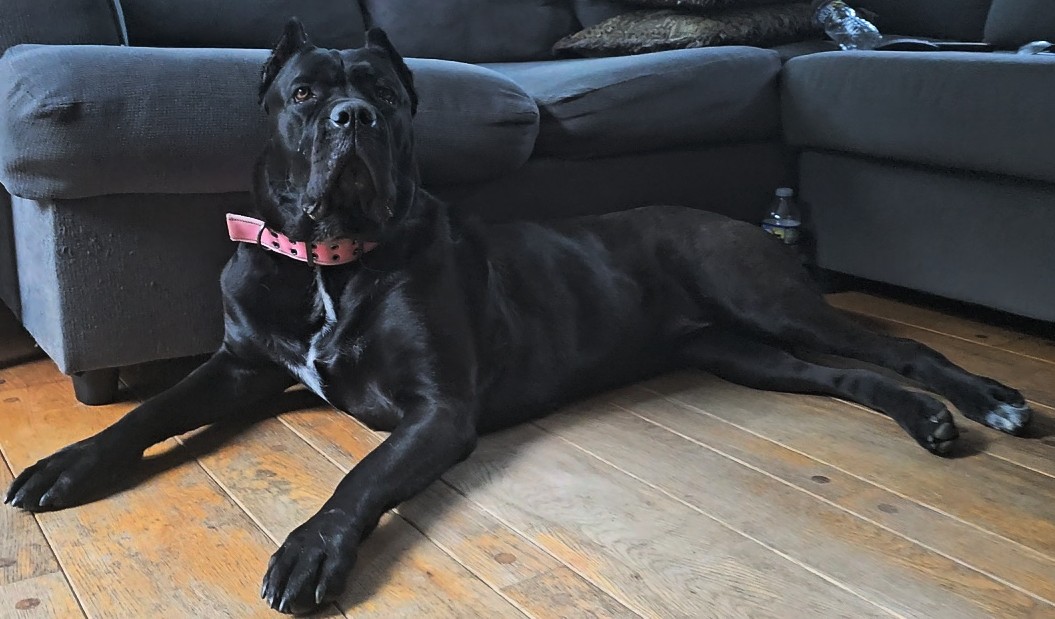 Cane corso -Stella the visionary