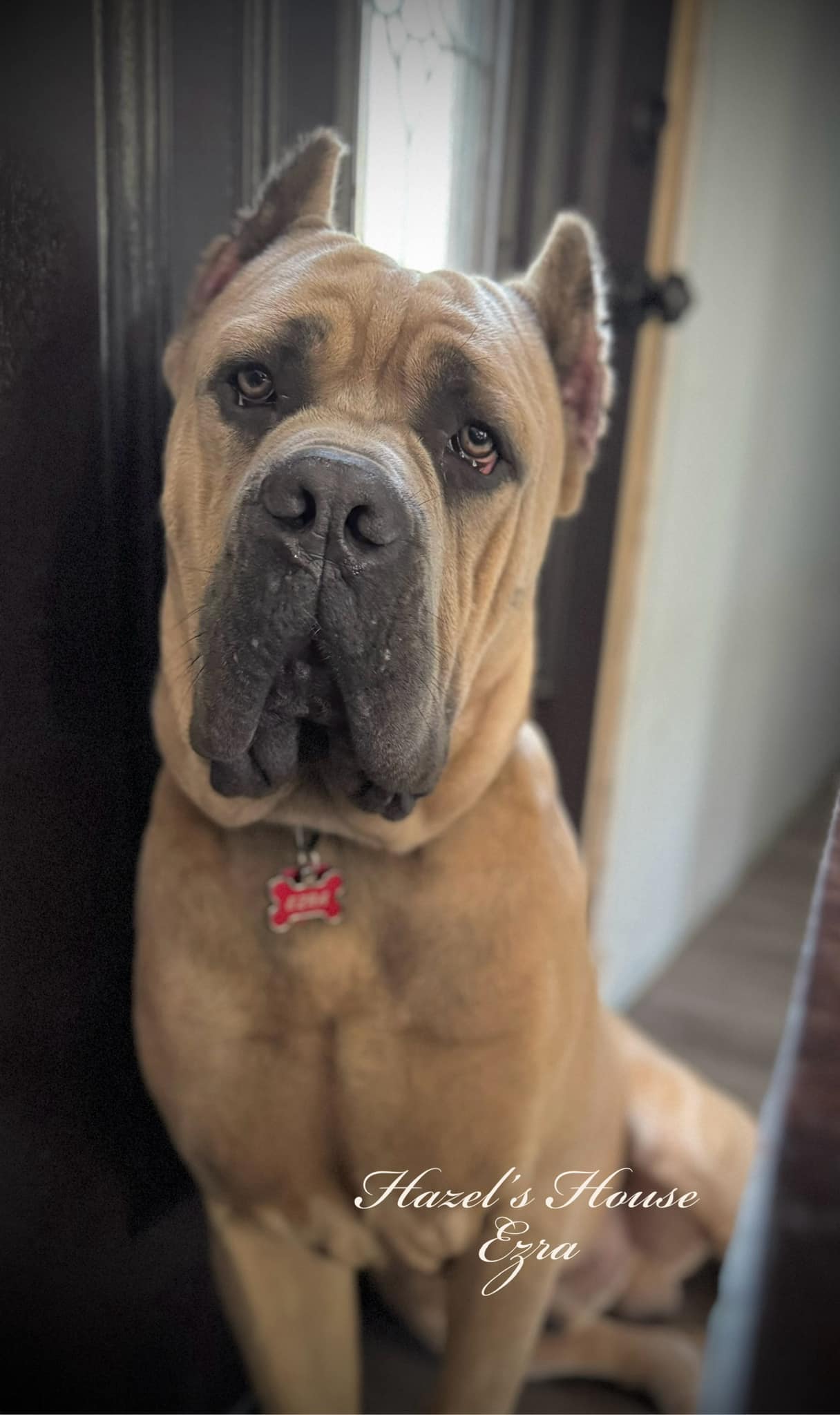 Ezra - Stella's Stud