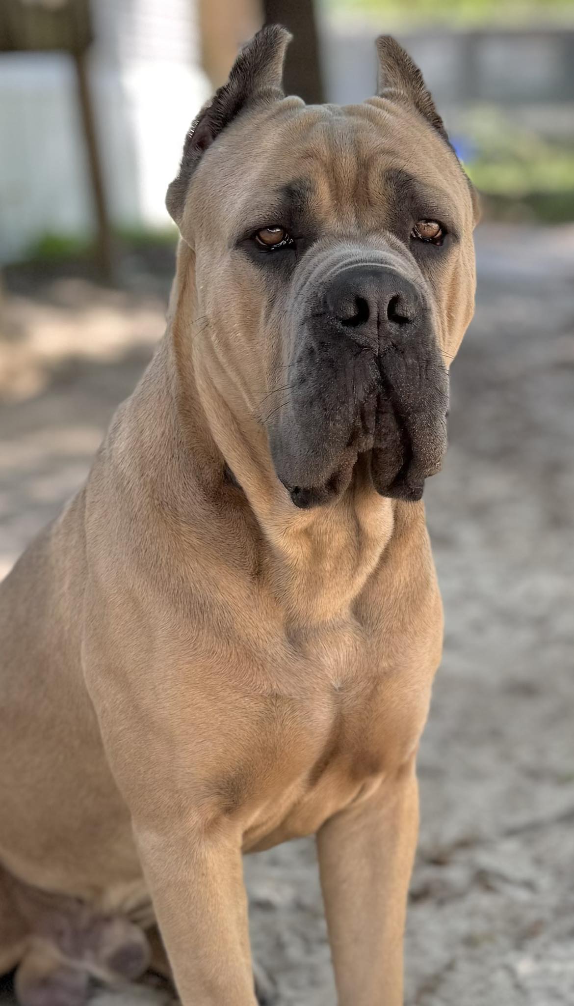 Ezra - Stella's Stud