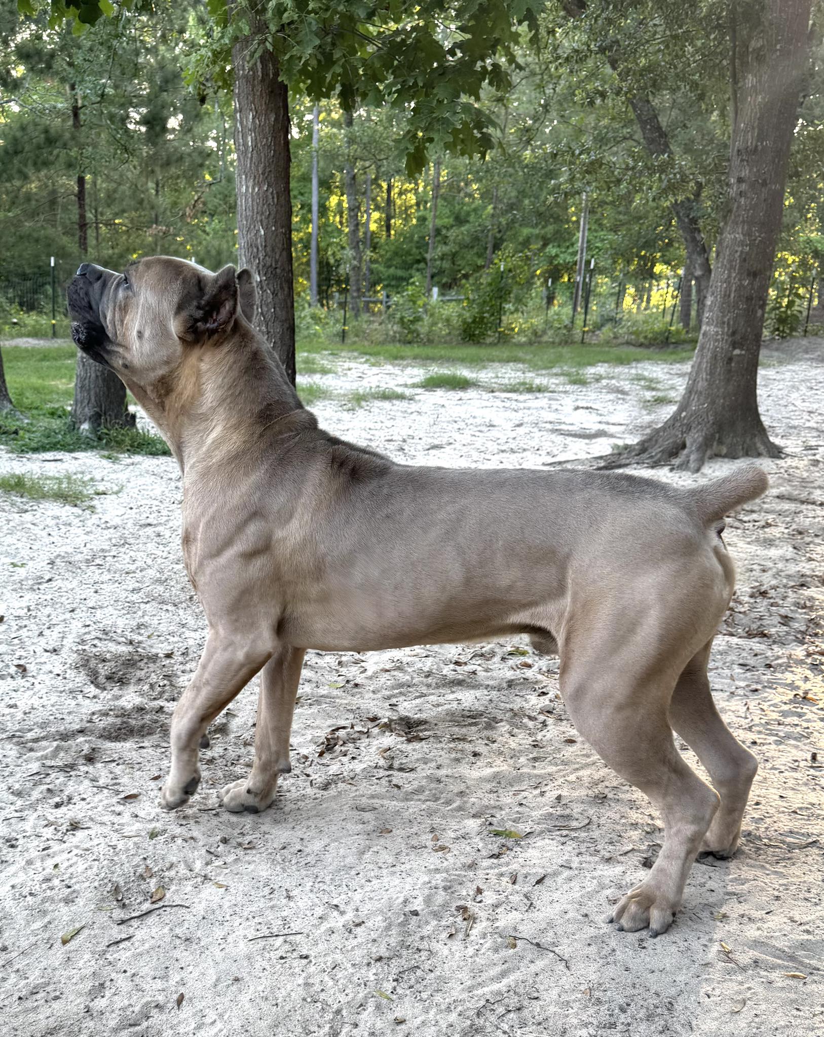 Ezra - Stella's Stud