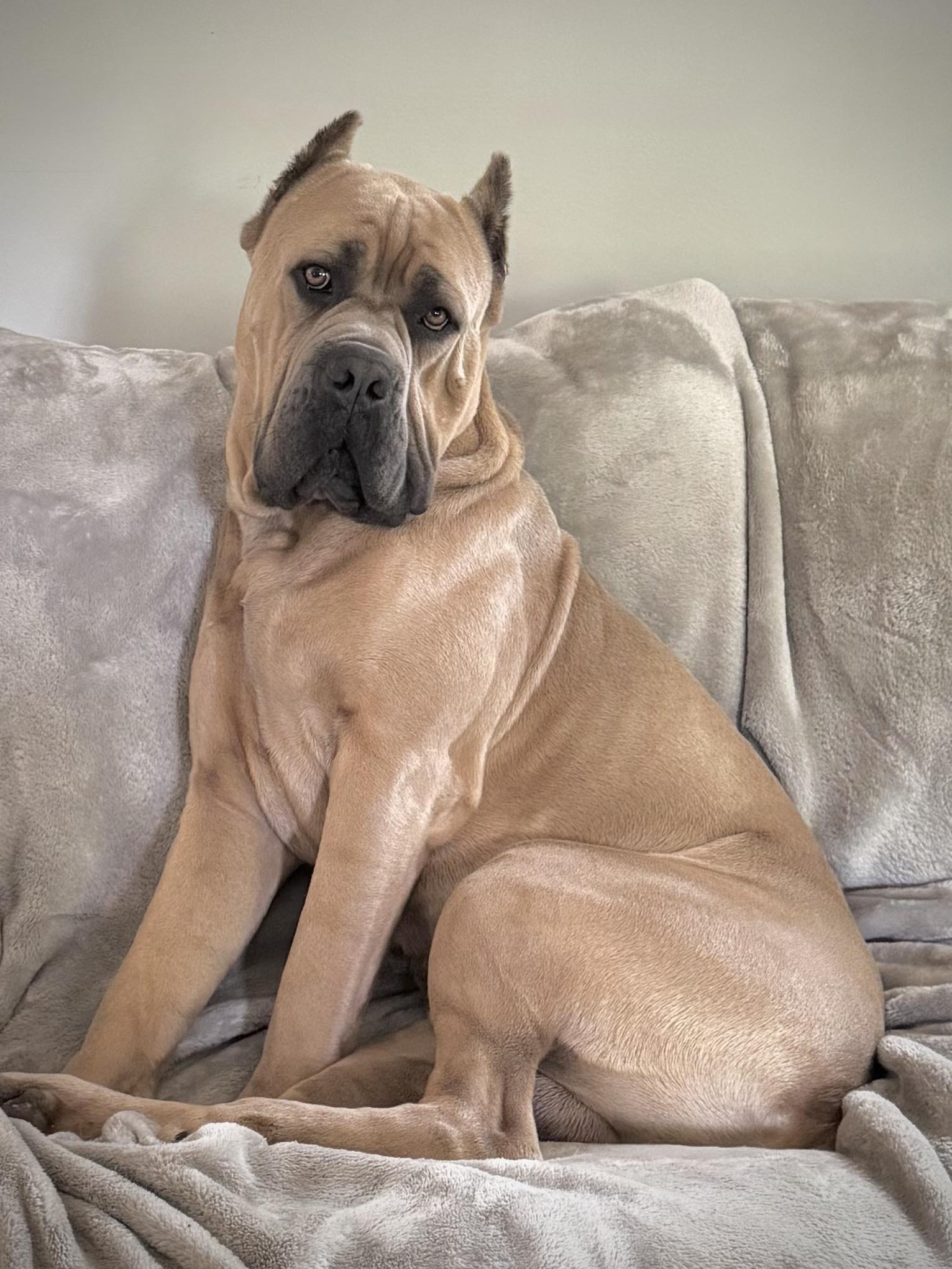 Ezra - Stella's Stud