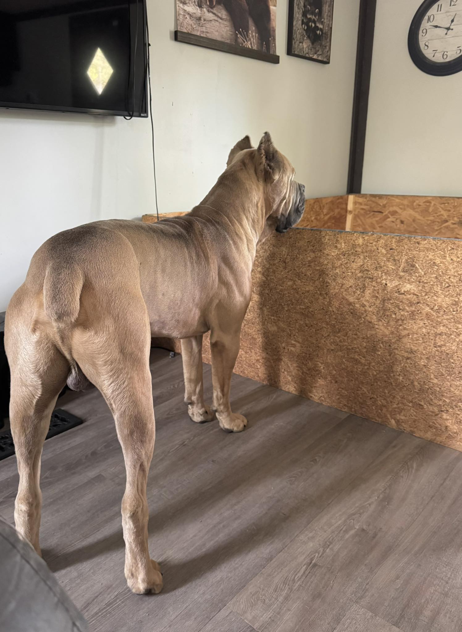 Ezra - Stella's Stud