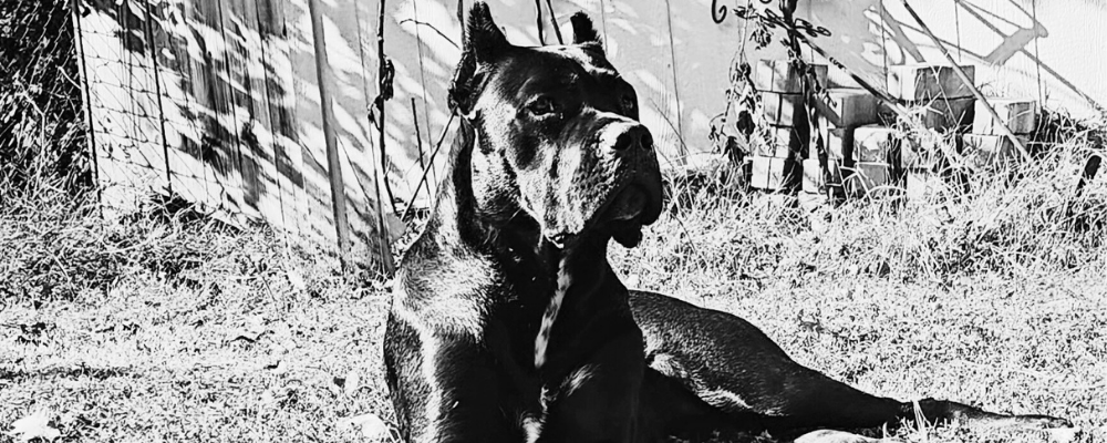 Noble Cane Corso standing proudly outdoors
