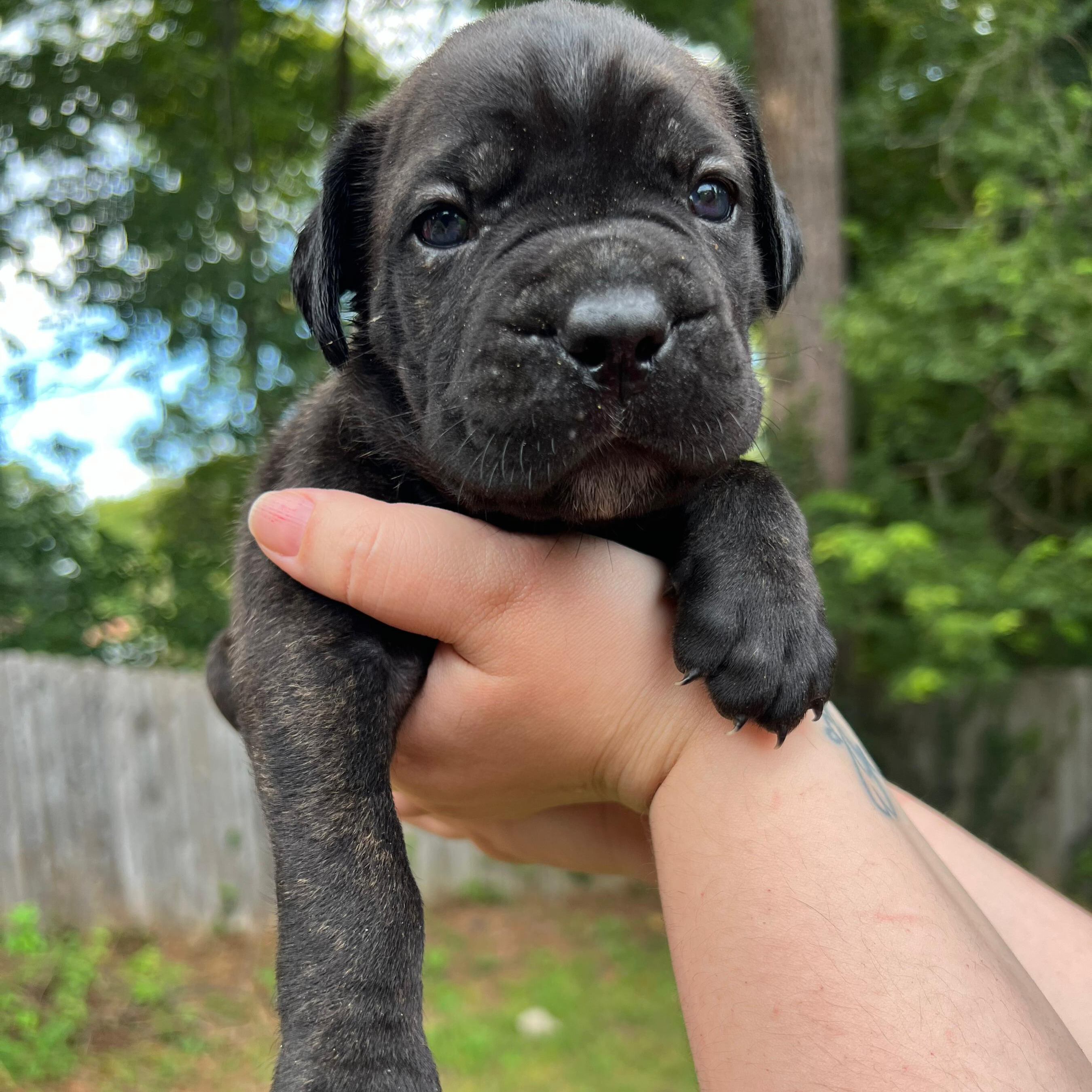 Female-light purple collar