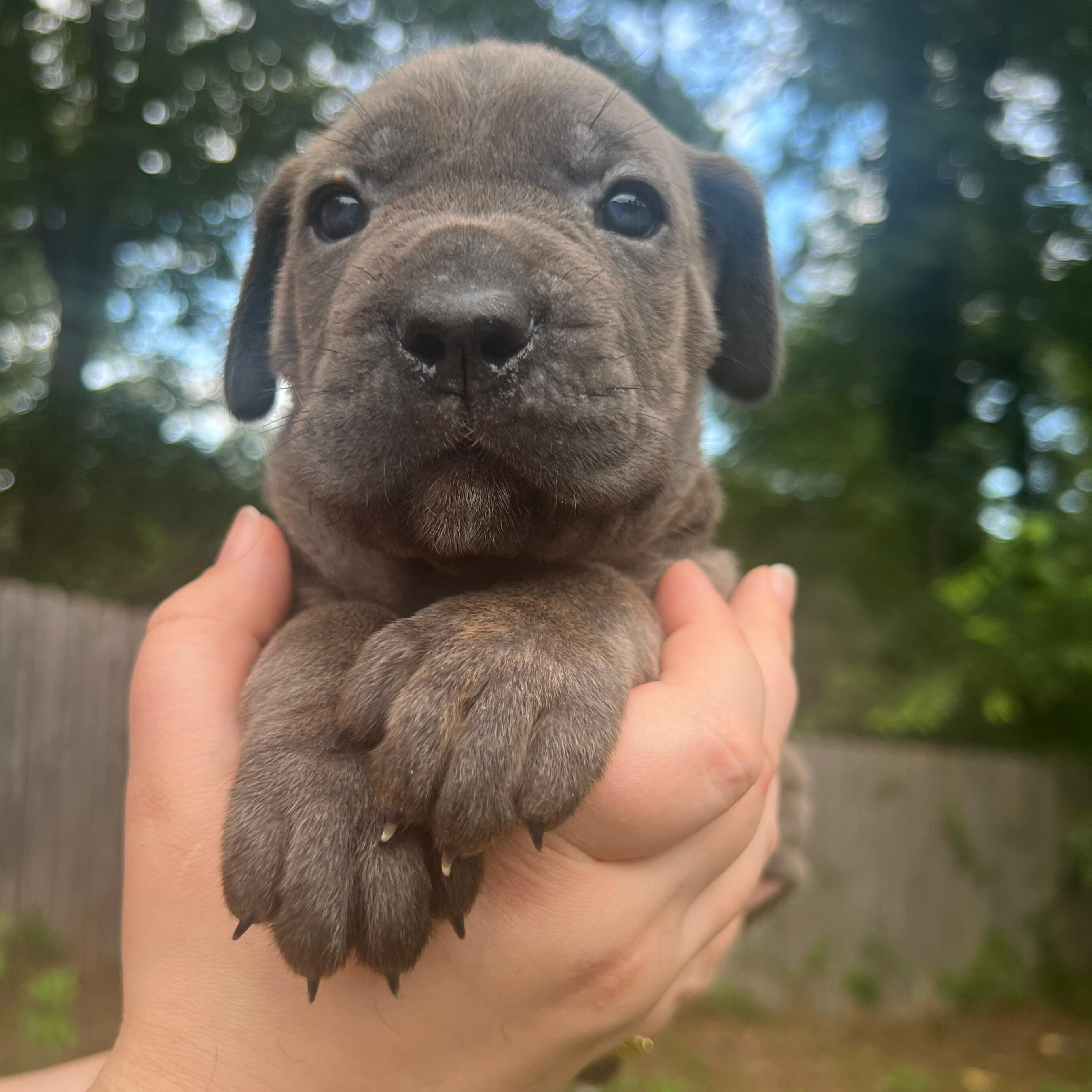 Female-orange collar