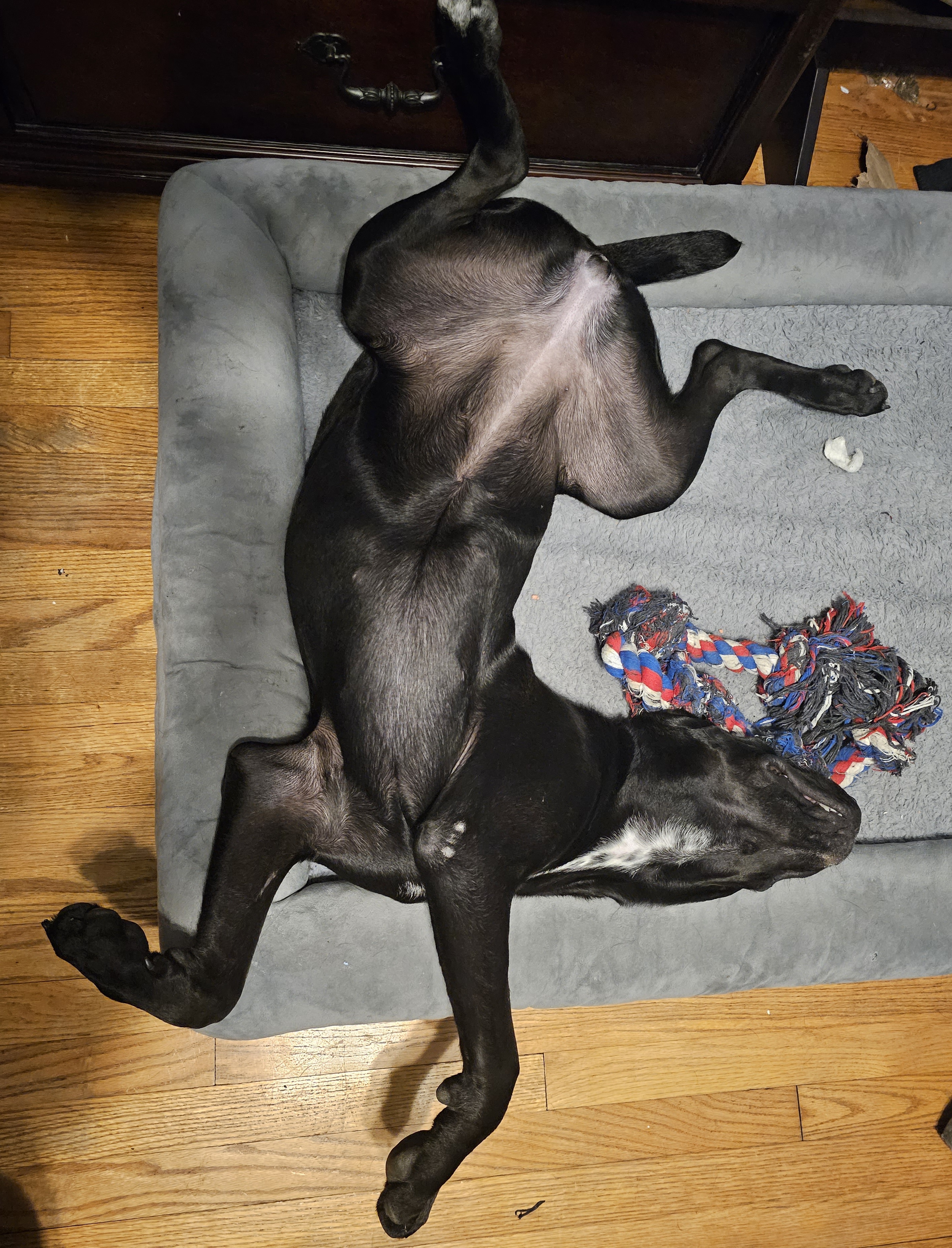 Cane corso puppy-Stella sleeping on back with toy