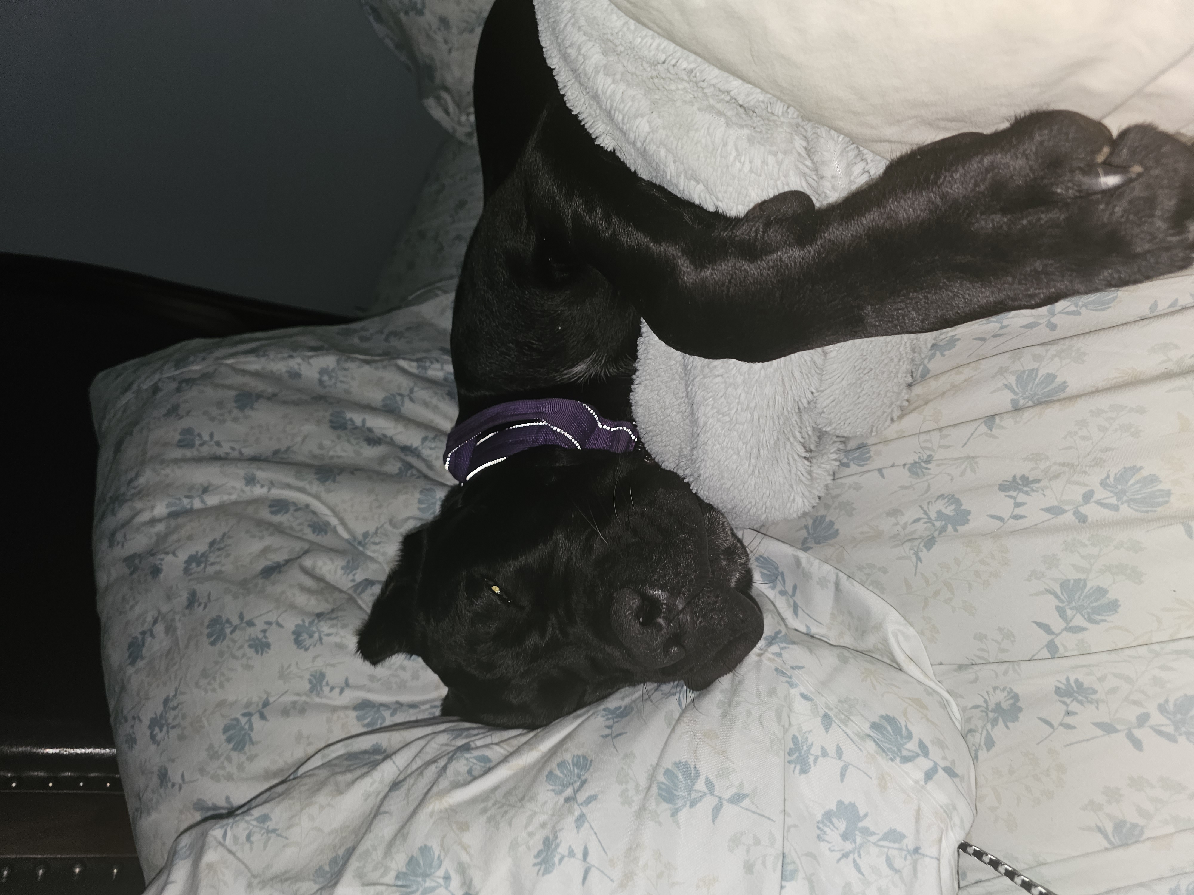 Cane corso puppy- Sleeping in bed