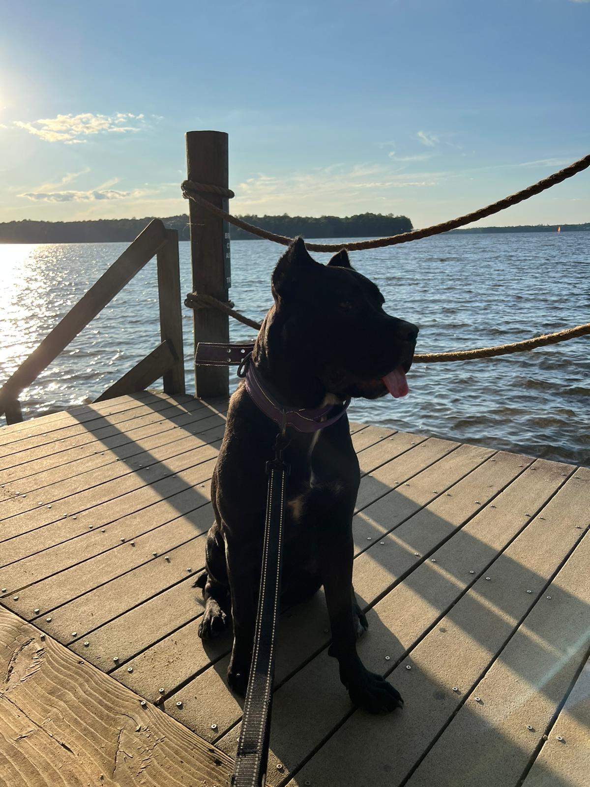 Cane corso puppy- A day at the beach