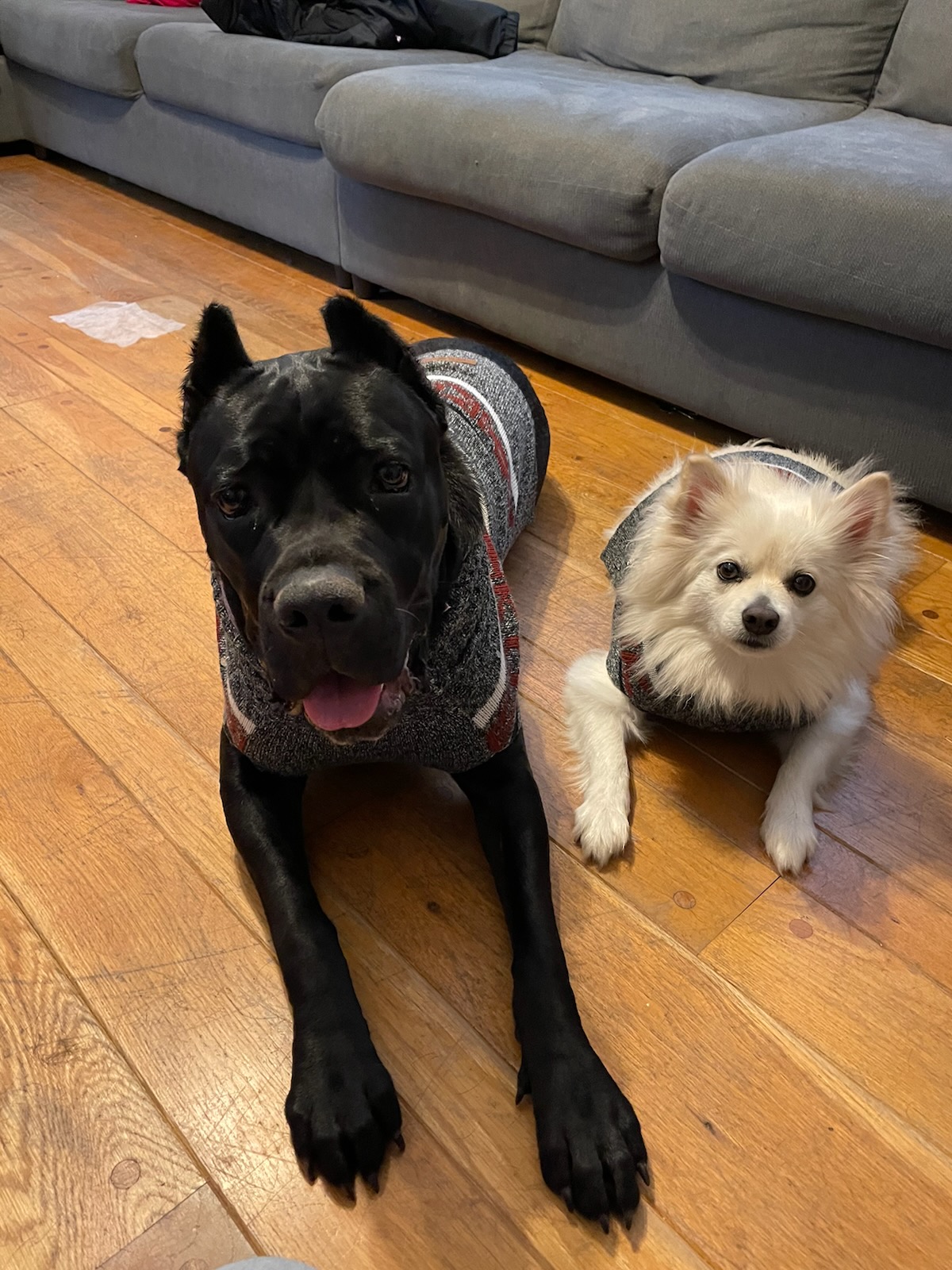 Cane corso puppy-Stella and Bella, her childhood friend
