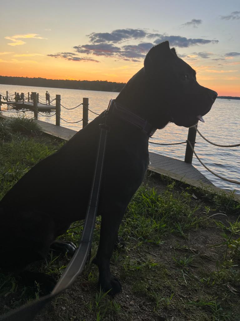 Cane corso puppy-Always has been a visionary