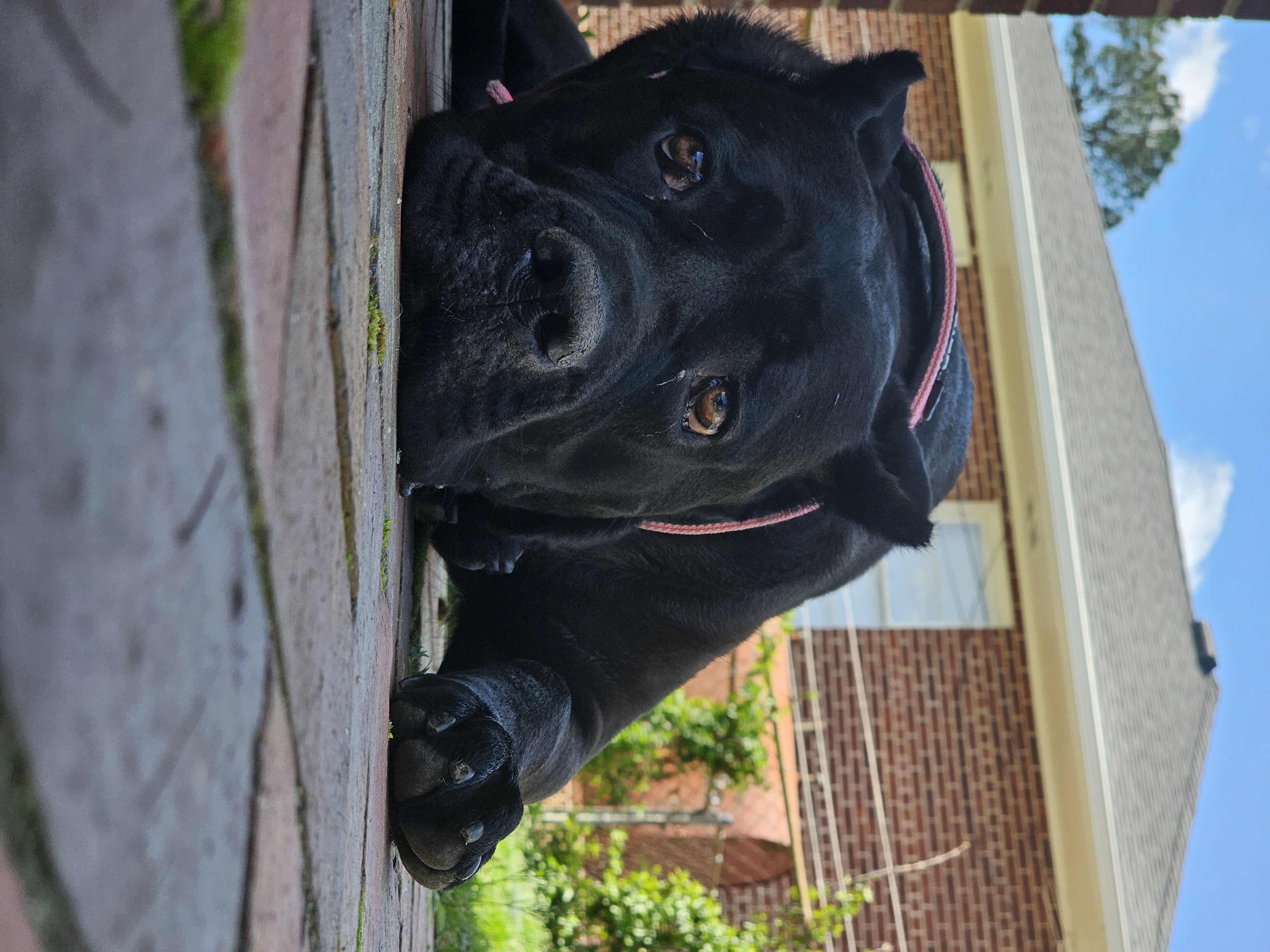 Cane corso puppy- Depression is real
